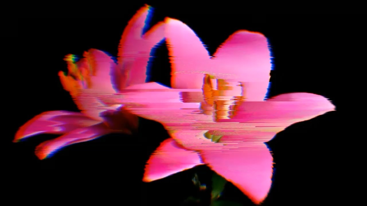 Pink flower with RGB separation and horizontal glitch distortion
